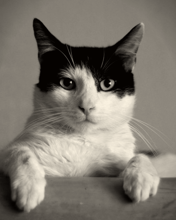 Placeholder charcoal pet study — not Teri’s finished work
