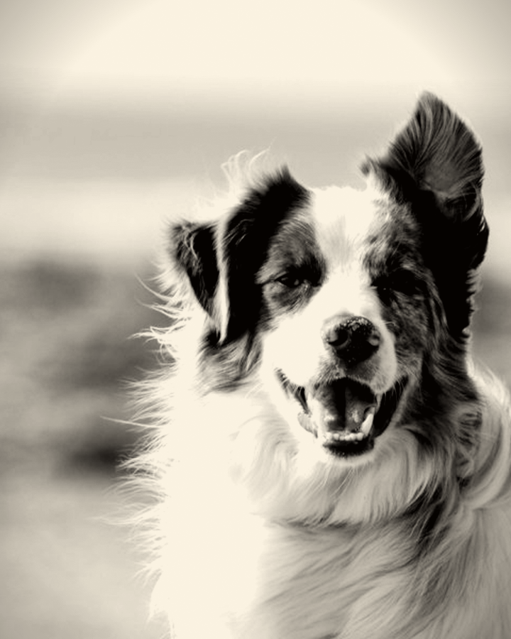 Placeholder charcoal dog study — not Teri’s finished work