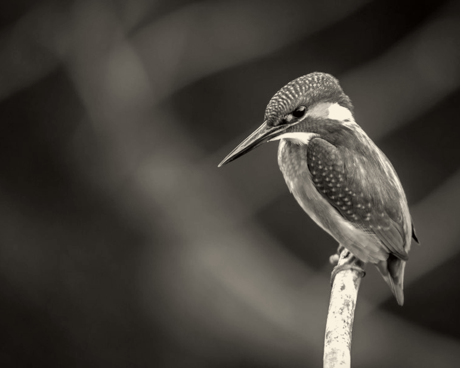 Placeholder charcoal bird — not Teri’s finished work