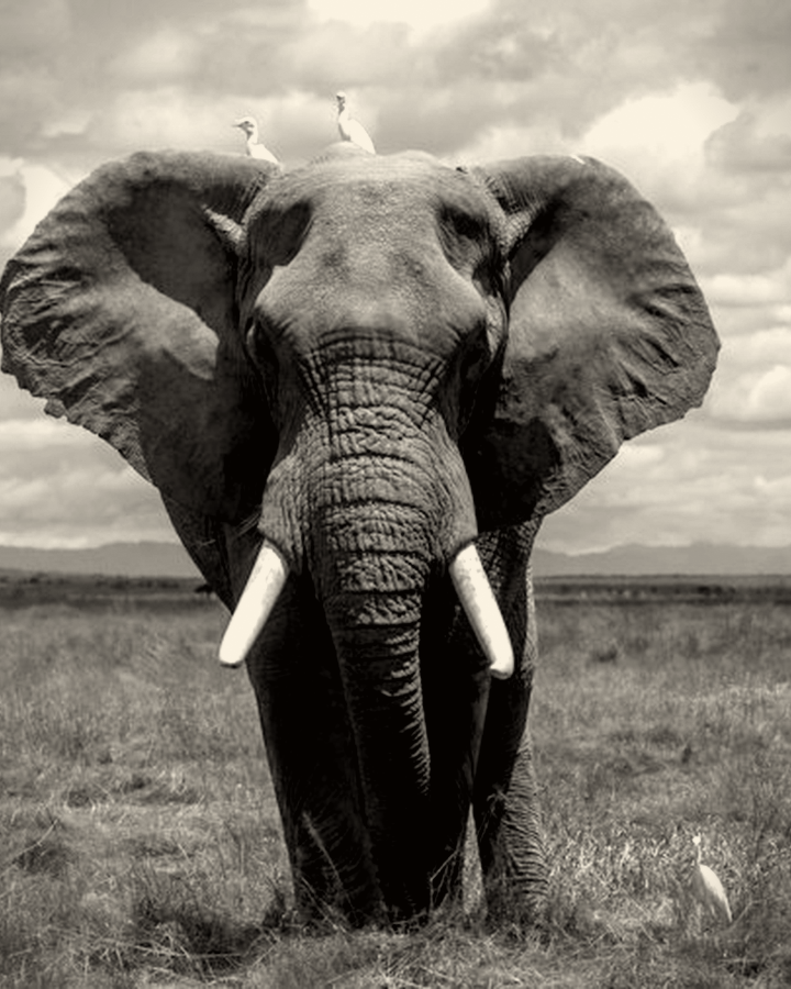 Placeholder charcoal elephant — not Teri’s finished work